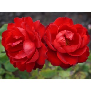 Rosa 'Lilli Marleen', floribundroos